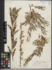 Foto von Salix repens L. x Salix viminalis L.